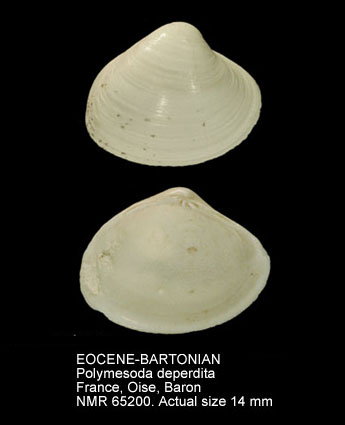 EOCENE-BARTONIAN Polymesoda deperdita.jpg - EOCENE-BARTONIAN Polymesoda deperdita (Lamarck,1806)